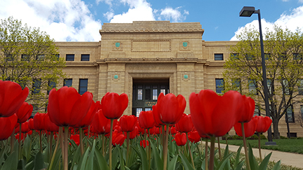 Bright red tulips in front of Strong Hall rise toward the sky.